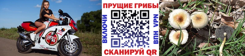 Галлюциногенные грибы Cubensis  Кемь 